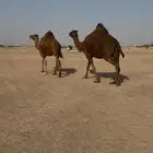 ناقتين سواحل حمر ملاقي