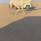 لقحه ملاقي رمانيه على حيسوني وعلى جميع الشروط