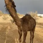 للبيع قعود يصلح للي يبي يضير ولا يربي. ( تم البيع).
