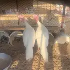 دجاج رومي