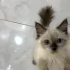 قطو شيرازي هيملايا للبيع