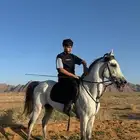 حصان شعبي شيخ طرب