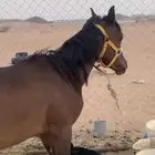 مهر شعبي