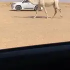 للبيع القحه