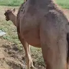 2 قعدان للبيع
