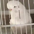 بادجي انجليزي   بادجي انقليزي