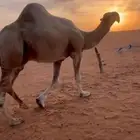 للبيع بعير اشقح منتج انتاجة طيب