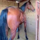 حصان مستورد
