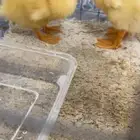 بطات بط بطوط