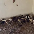 فروخ دجاج بلدي