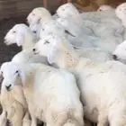 طليان حريه مولده عندي