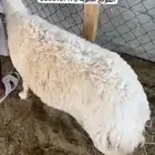 شاه حريه حايل مقفل شحم