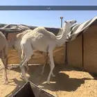 ابكار مفاريد للبيع