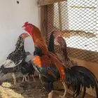دجاج بكستاني