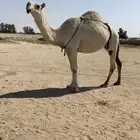 عشرا وضحا ظروبه