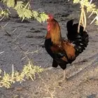 ديك عربي منتج للبيع