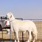فحل حري صنف تم البيع