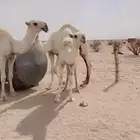 بكره باتليه