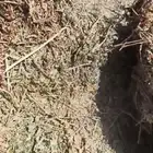 برسيم صافي صيفي شد كلاس للبيع