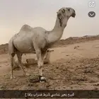 بعير للبيع تمامي شرط ضراب ولقاح