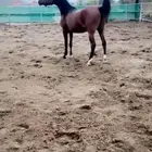 فرس شعبيه