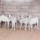 غنم بيشيات فاخر