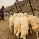 12 طليان سمان ونظاف تبارك الرحمن