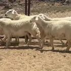 غنم حصيب تم البيع