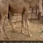 مفرود للبيع اثمان وارباع