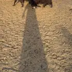 ماعز مصريات جم