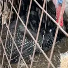 دجاج رومي