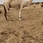 بعير اوضح ابوه من بعارين الفصام