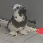 ذكر بخاره فاخر