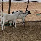 جفار بيشيات