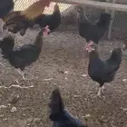 دجاج بلدي بياض حظان درجه اولى