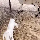 نعجه كفو تحته رخله