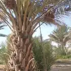 مزرعة قرب جامعة الجوف للايجار