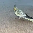 طير كروان اليف