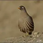 حجل محميه للبيع