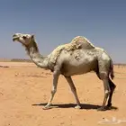 خلفة مصغر