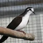 جوز طيور الدف