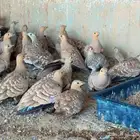 طيور قطا للبيع