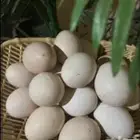 بيض بلدي