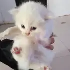 قطه شيرازيه وإنتاجها عددهم 2 للبيع وليس للتبني