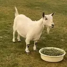 الماعز القزم