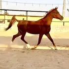 فرس واهو لقاح 8 شهور