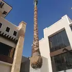 نخل وشنطني زينه امريكي للبيع