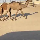 مفروده دبيانيه السوم 7 سوق الحفر