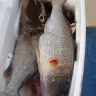 رحلات بحرية