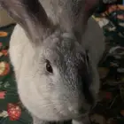 أرنب ذكر أليف